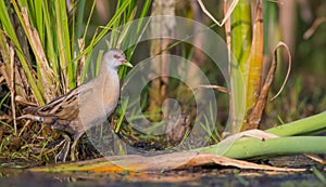 Little Crake - Porzana parva - female