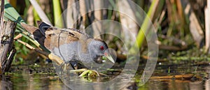 Little Crake - Porzana parva - male