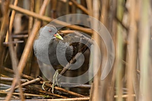 Little crake Porzana parva. Male. Polesie. Ukraine