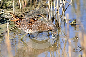 Little crake swamps lakes and rivers in europe