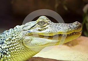 Little crocodile in vivarium