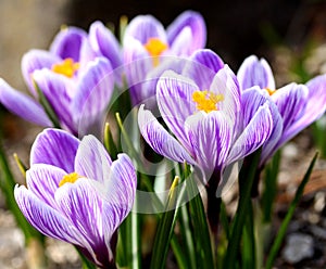 Crocus