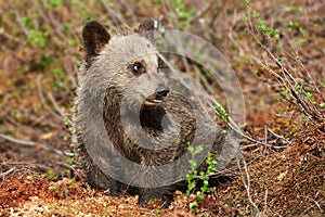 Little cub of brown bear