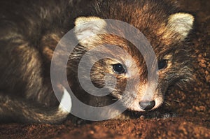 Little cub fox. Unusual cute ginger gray pet from the wild