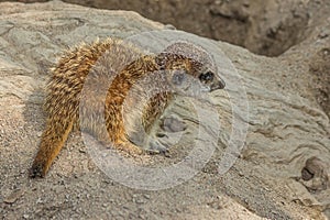 The little cub meerkat Suricata suricatta sits on a rock. The meerkat is a small mongoose, member of the genus Suricata. Its