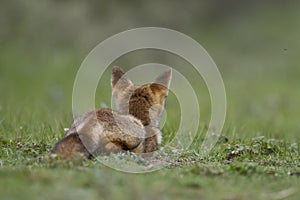 Little cub red fox