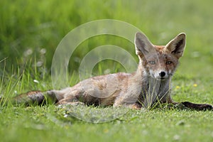 Little cub red fox
