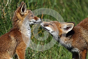 Little cub red foxes