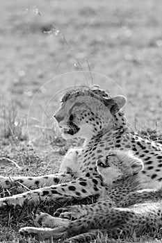 Little cub resting on her mother