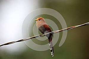 Little cuckoo (Coccycua minuta) in Equador photo