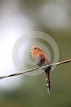 Little cuckoo (Coccycua minuta) in Equador photo