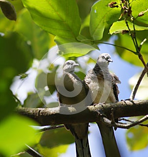 Little cuckoo-dove dating