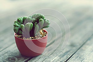 Little cuctus pot plant with blooming flower on wood table with blur green garden background