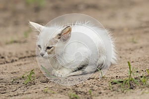 Little curious cat staring and playing around. Beautiful eyes.