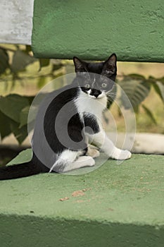 Little curious cat staring and playing around. Beautiful eyes.