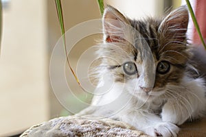 Little curious cat with tender look