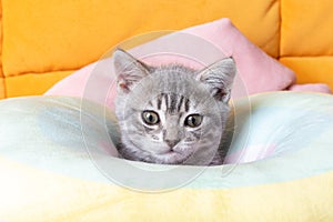 Little curious kitten on a rainbow pastel bed. Portrait of a kitten with paws. Cute striped kitten on a pillow. Newborn