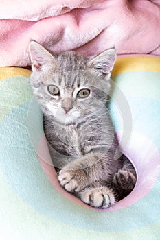 Little curious kitten on a rainbow pastel bed, vertical frame. Portrait of a kitten with paws. Cute striped kitten on a