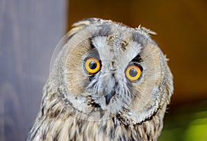 Little curious owl, close up