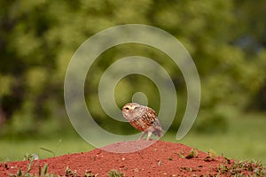 Little curious owl photo