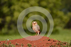 Little curious owl photo