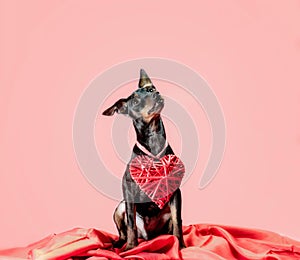 little curious puppy miniature pinscher with heart valentines day decor