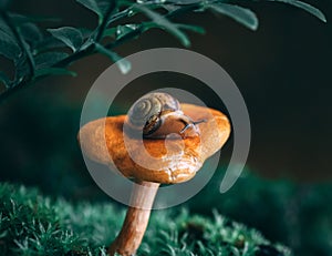 A little curious snail on an orange chanterelle mushroom in the moss. Magical forest. Macro close-up, green blurred background.