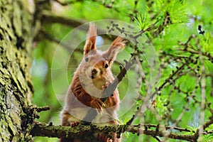 Little curious squirrel in a tree larch tree