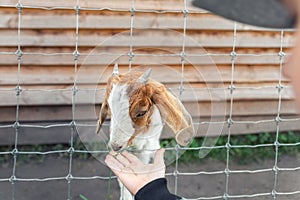 Little cute adorable caucasian blond kid girl farmer having fun enjoy feeding baby goat animal with grass hand at far