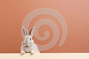 A little cute and adorable small rabbit, baby bunny photo, family pet, neutral background