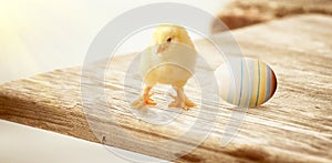 Little cute baby chick for easter. Yellow newborn baby chick