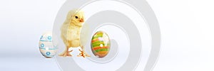 Little cute baby chick for easter. Yellow newborn baby chick