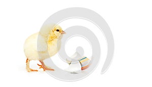 Little cute baby chick for easter. Yellow newborn baby chick