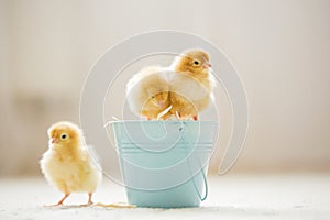 Little cute baby chicks in a bucket, playing at home