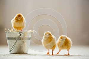 Little cute baby chicks in a bucket, playing at home