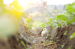 Little cute baby chicks between the leaves,