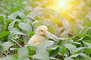 Little cute baby chicks between the leaves,