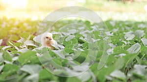 Little cute baby chicks between the leaves,