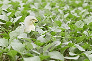 Little cute baby chicks between the leaves,