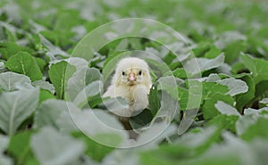 Little cute baby chicks between the leaves,