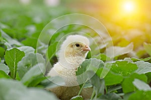 Little cute baby chicks between the leaves,