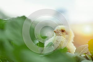 Little cute baby chicks between the leaves,