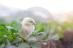 Little cute baby chicks between the leaves,