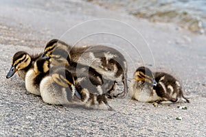 Little cute baby ducks near the shoreline