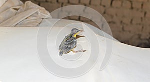 A little cute baby humming bird isolated on white