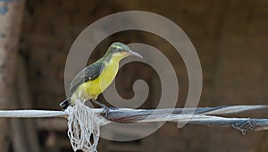 A little cute baby humming bird sitting on a rope