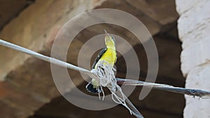 A little cute baby humming bird sitting on a rope