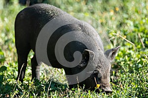 Little cute baby pig playing eating grass, farming