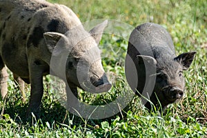 Little cute baby pigs playing in summer green lawn