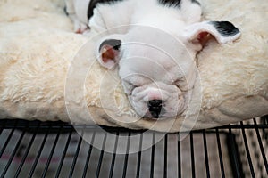 Little cute Baby Pitbull puppy sleeping on white carpet.